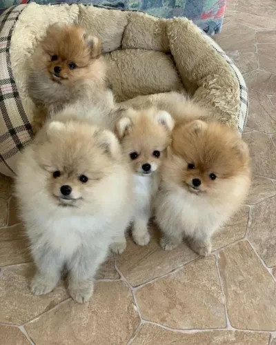 Filhotes De Spitz Alemão - Adoce Sua Vida Com Um Filhote Cheio De Amor