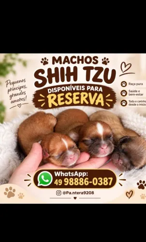 Shih tzu