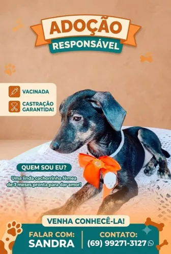 Disponível pra doação responsável.