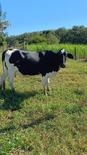 Vaca girolanda prenha