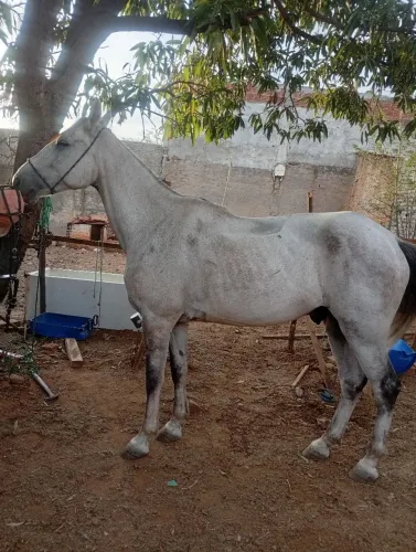 Vendo cavalo de vaquejada de esteira