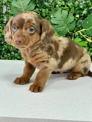 dachshund pelo curto