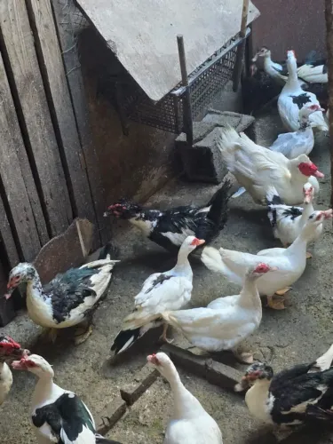 Vendo Patos