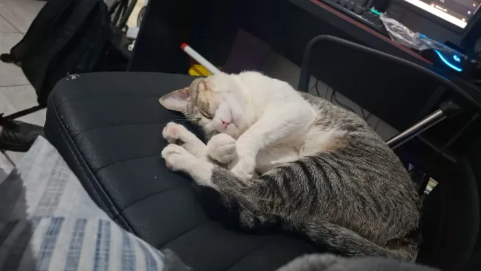 Gato