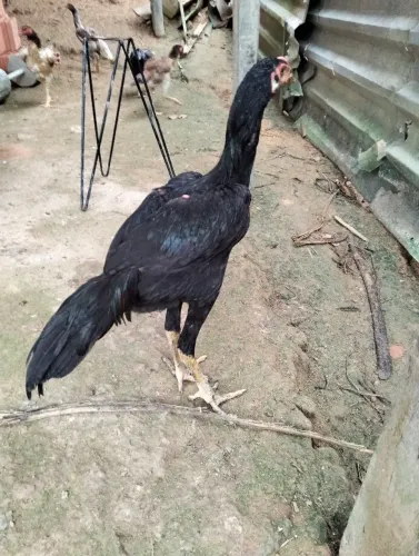 Vendo esse franguinho carioca 