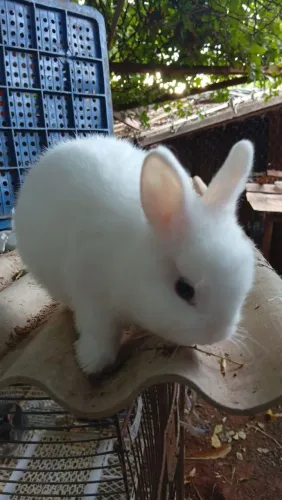 Coelho
