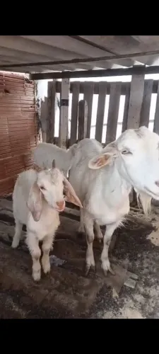 Animais