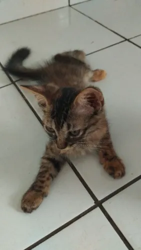 Gatinhos para adoção 