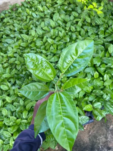 Mudas de maracujá