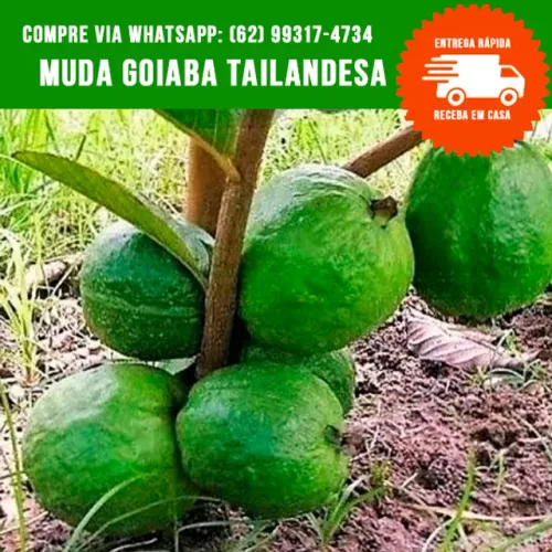 Muda de Goiaba Tailandesa