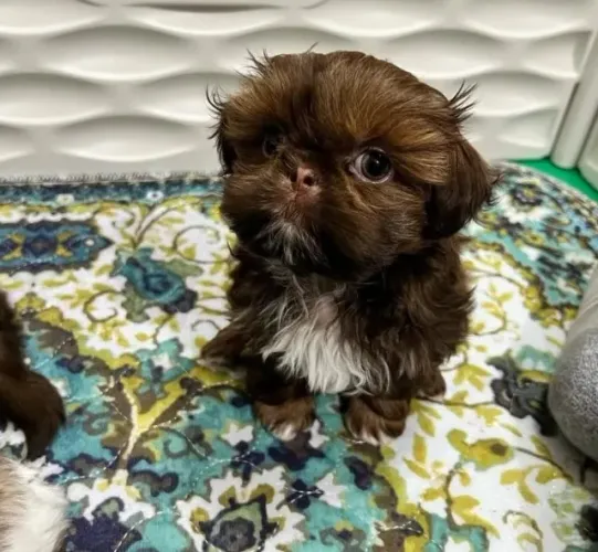 Filhotes de Shih Tzu | Seu melhor amigo está aqui!