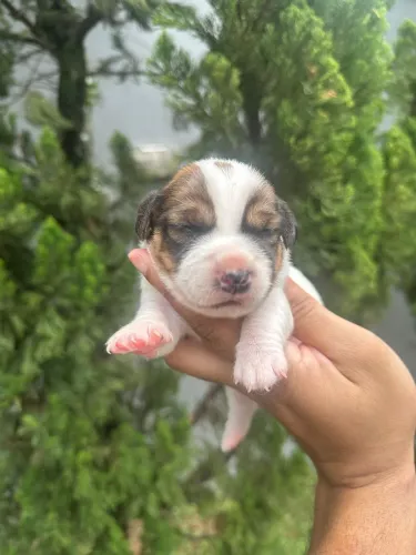 Jack Russel Terrier