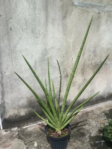 Espada de são Jorge 