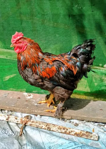 Galo ( Frango ) Brahma