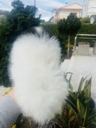 Spitz Alemão Bolinhas de Pelo Cheias de Amor