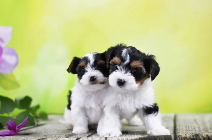 Biewer Terrier Macho Tricolor Um Amigo Fiel para Todos os Momentos