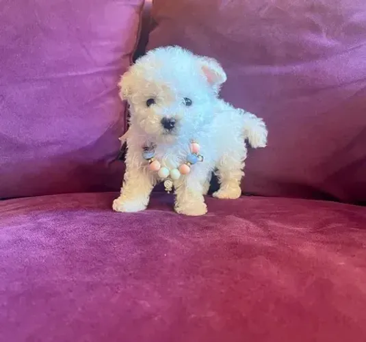 Poodle Fêmea à Venda 