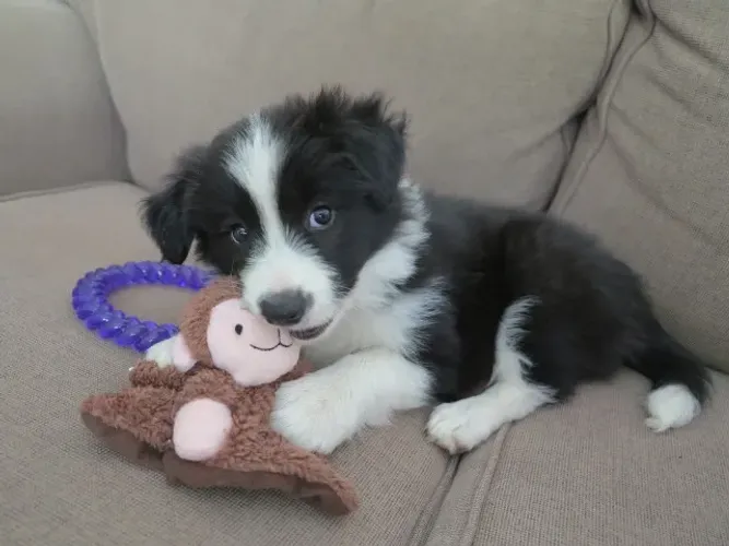 Border Collie - Macho com entrega em 5 dias 
