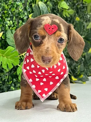 Dachshund femêa arlequim chocolate