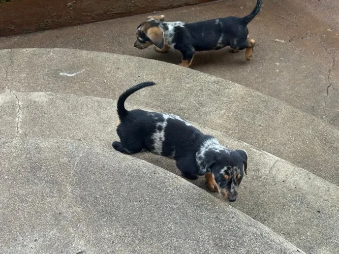 Basset teckel alto luxo
