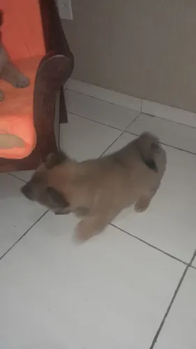 Vendo filhote de chow chow fêmea
