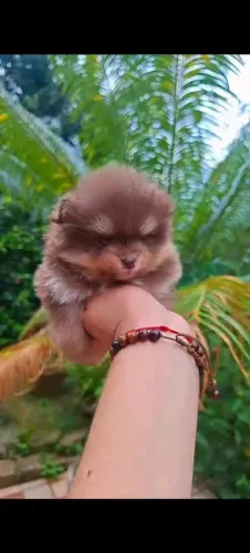 Spitz macho chocotan anão