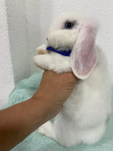coelho mini lop uruguaio