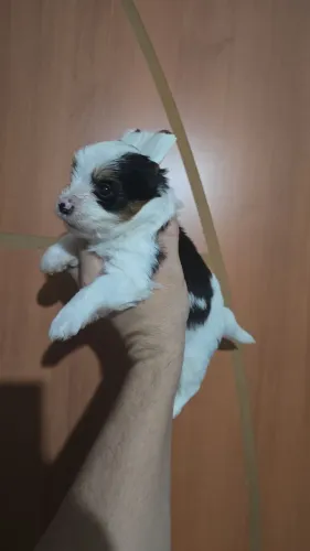 Yorkshire Biewer Terrier