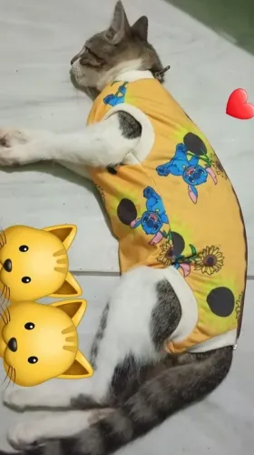 Roupa Pet cirúrgica pra gata 