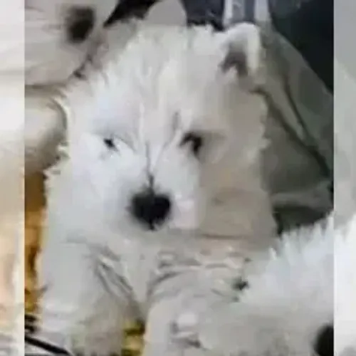 West Terrier Filhote Pronta Entrega