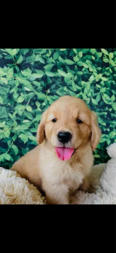 Golden alto padrão 