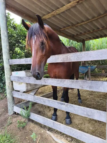 Cavalo mangalarga machador