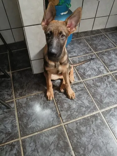 Venda pastor alemão/ malinois