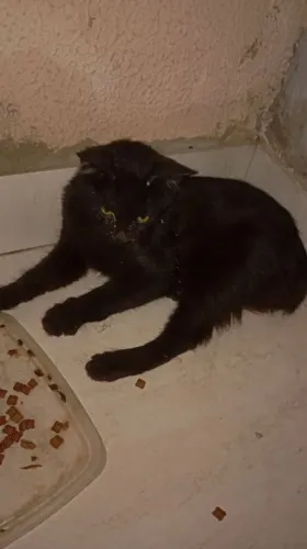 Adoção Gatinho Sobreviveu Acidente