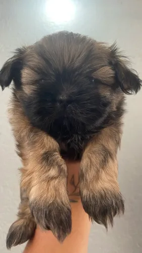 shih tzu machinho cor rara
