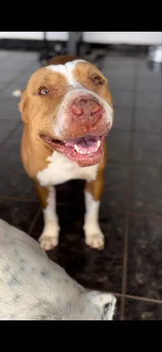 Doa-se pit bull