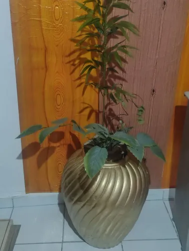 Jarro com árvore natural