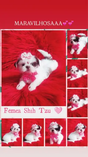 Maravilhosos Bbs Shih Tzu Linhagem Chocolate.