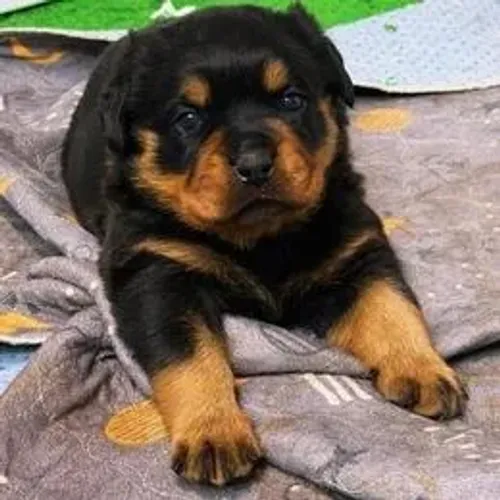 Rottweiler,Rottweiler Filhote Vacinado e Vermifugado