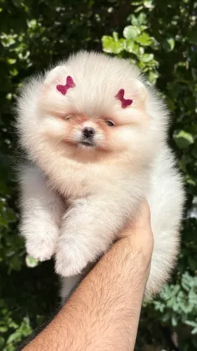 Lulu da pomerania femea 