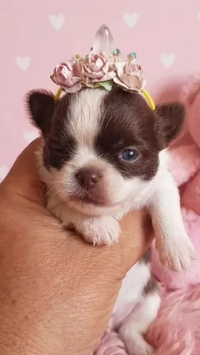 Chihuahua fêmea Pêlo longo para reserva. Bicolor: Chocolate com branco!