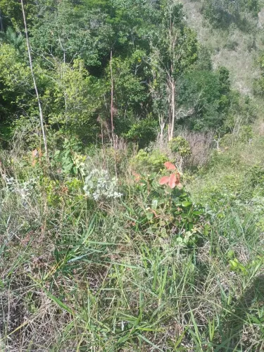 Venda
