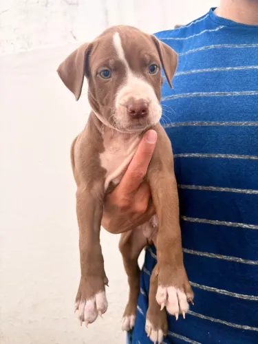 PITBULL