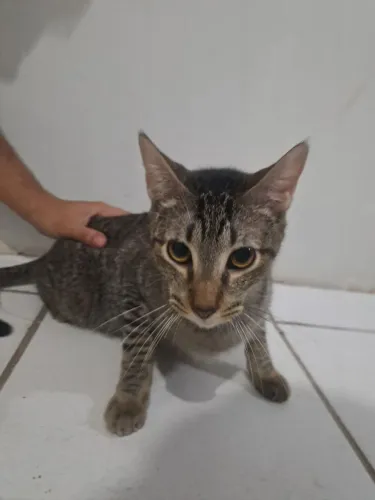 Gato macho castrado