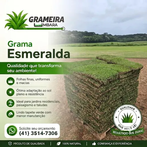 Grama Esmeralda