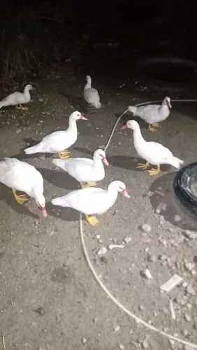 Vende-se patos