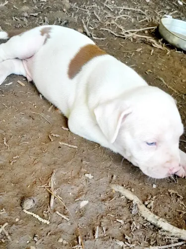 Filhote de dogo argentino com Pit Bull