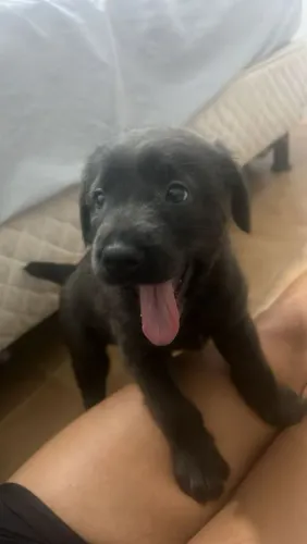 Doação cachorrinha