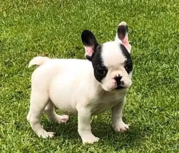 Bulldog Francês Filhotes Disciplinados. 