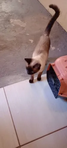Gata fêmea castrada